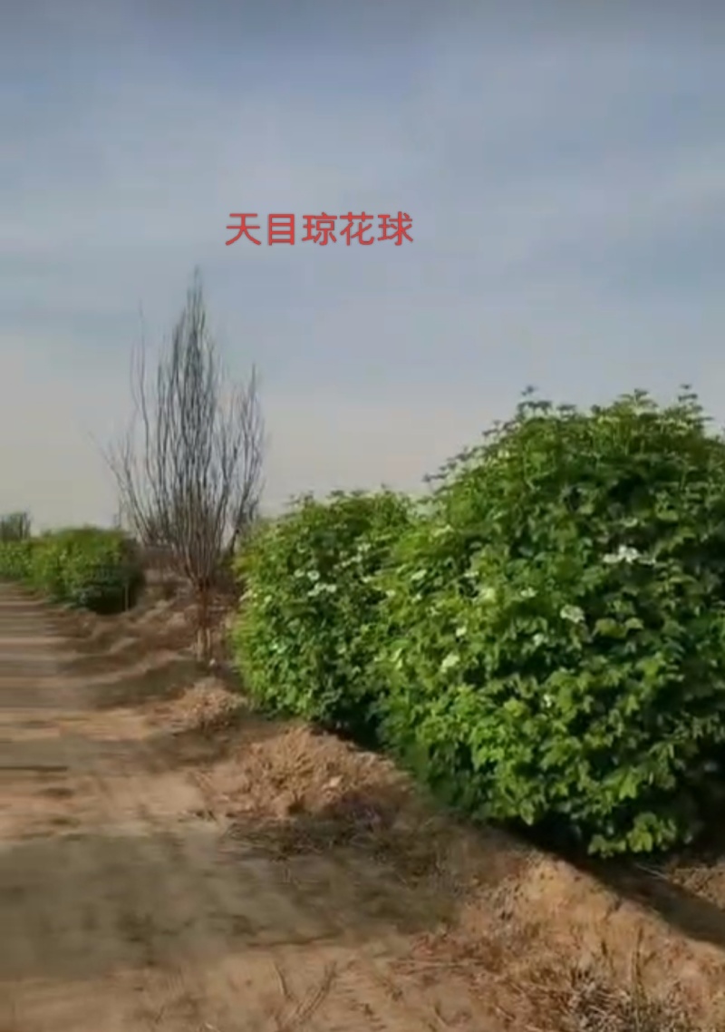 天目琼花