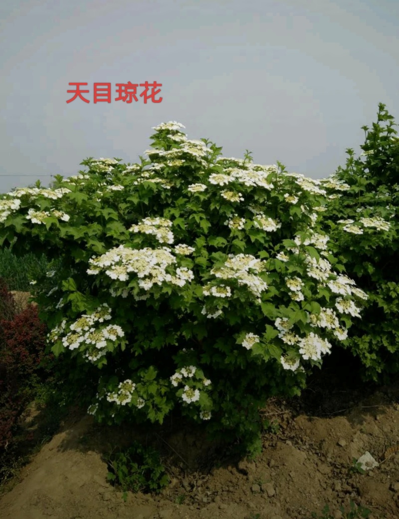 天目琼花