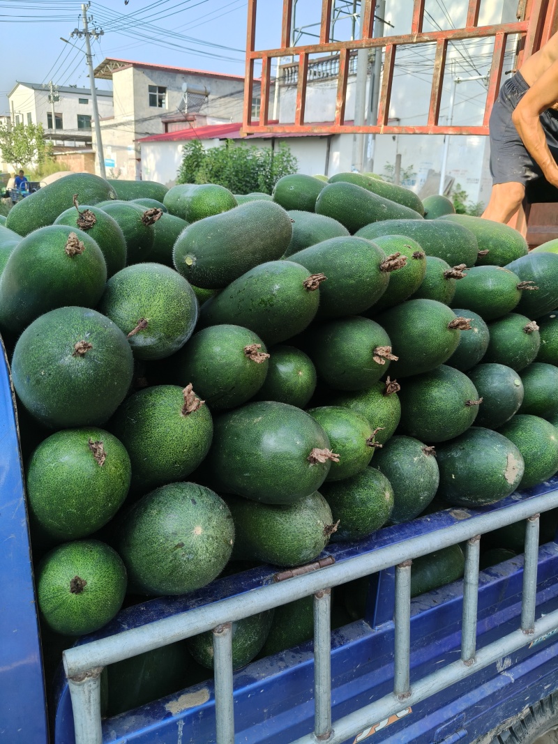 精品小黑猪水果吊冬瓜，冬香白皮小吊冬瓜可供各市场，商超