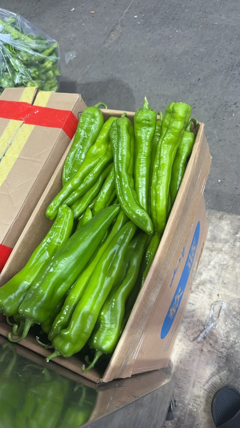 大棚牛角椒，大量有货我需要的客商联系我