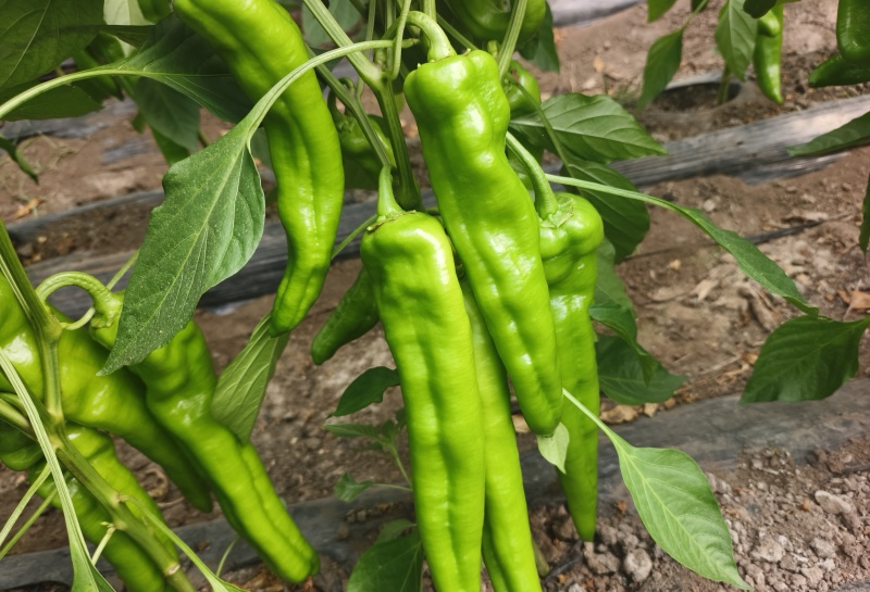 大棚牛角椒，大量有货我需要的客商联系我