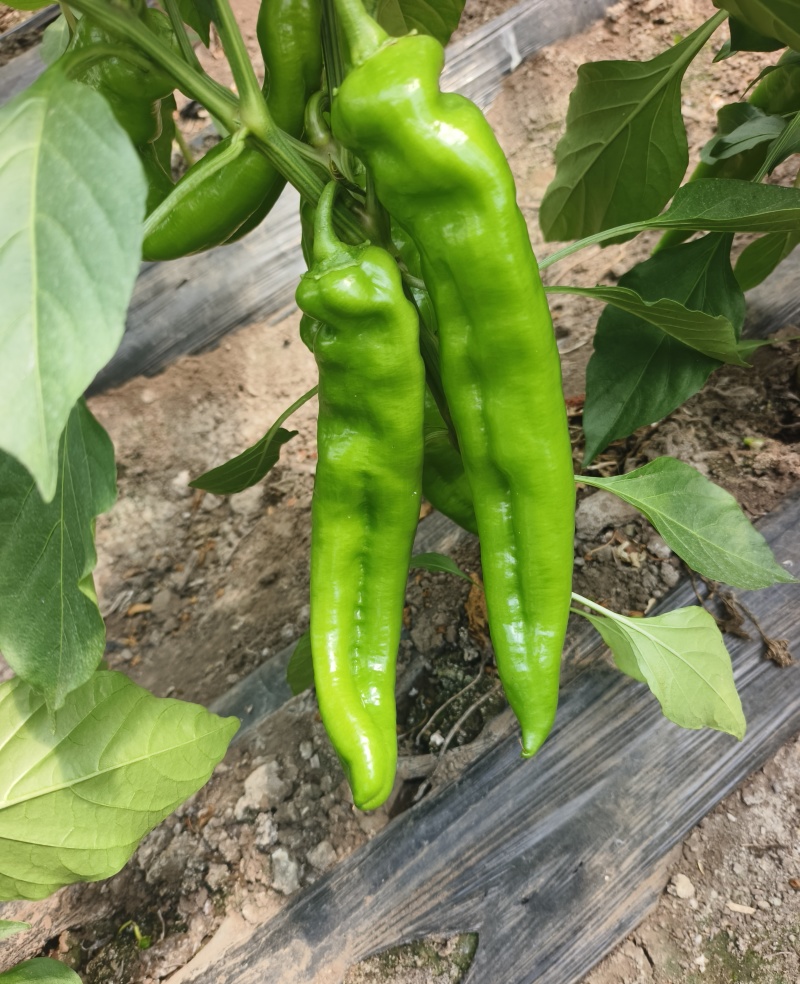 大棚牛角椒，大量有货我需要的客商联系我