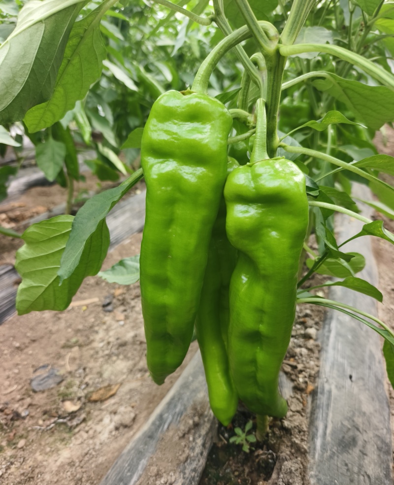 大棚牛角椒，大量有货我需要的客商联系我