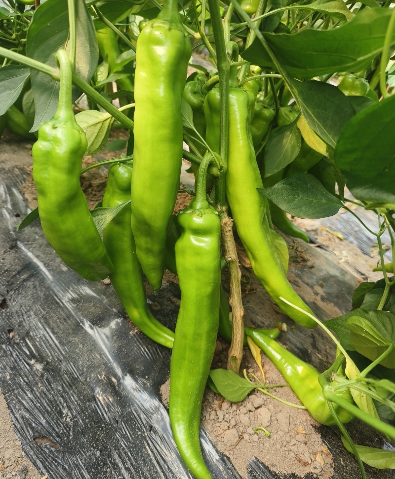 大棚牛角椒，大量有货我需要的客商联系我