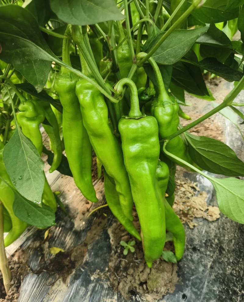 大棚牛角椒，大量有货我需要的客商联系我