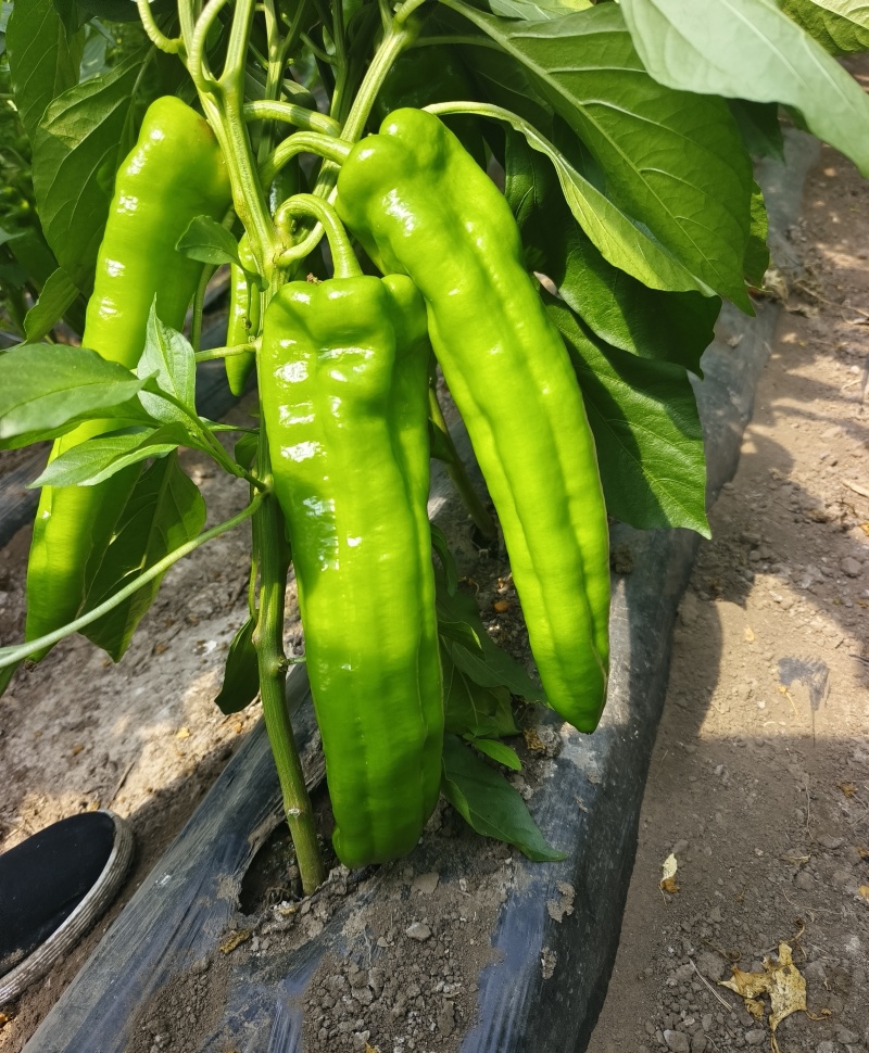 大棚牛角椒，大量有货我需要的客商联系我