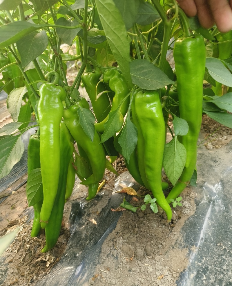 大棚牛角椒，大量有货我需要的客商联系我