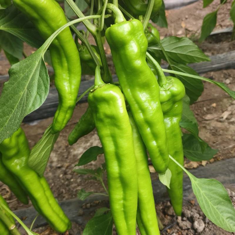 大棚牛角椒，大量有货我需要的客商联系我