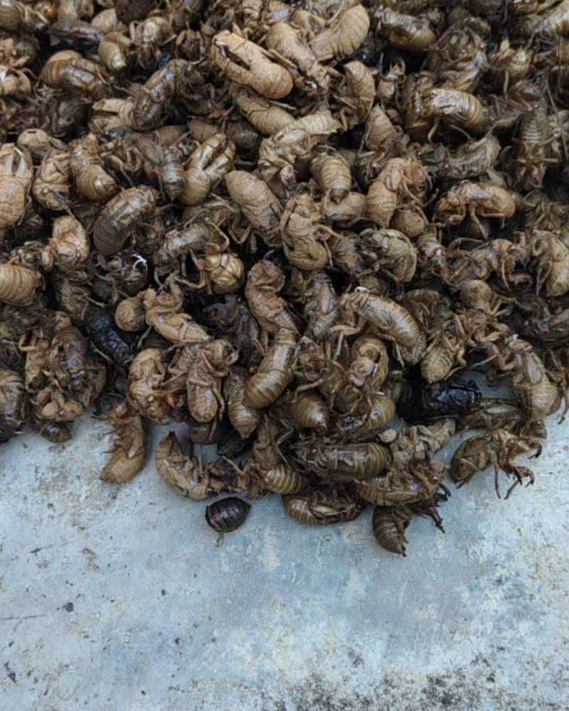 欢迎联系正宗蝉蜕长期供应新鲜上市