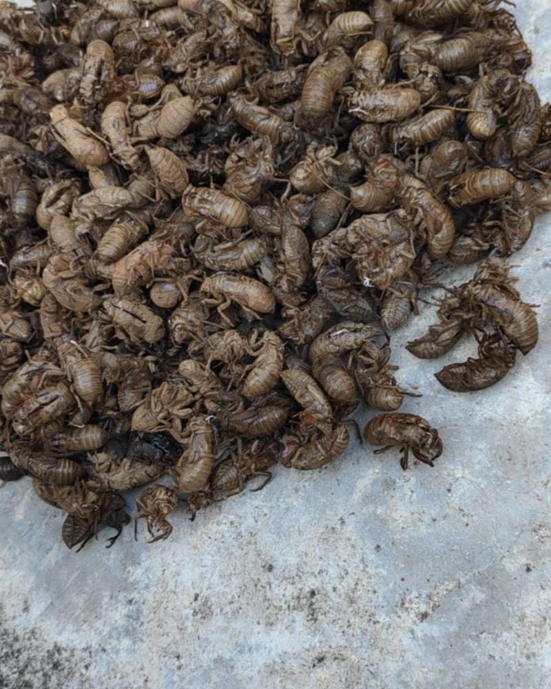 欢迎联系正宗蝉蜕长期供应新鲜上市