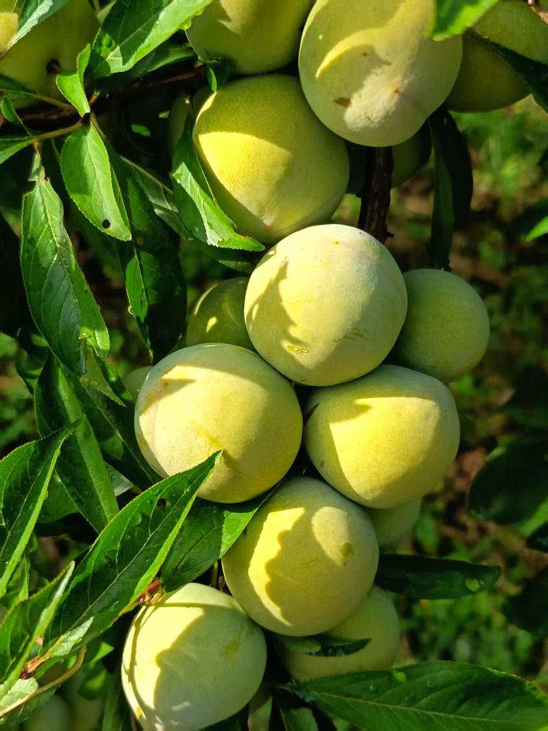 青脆李子