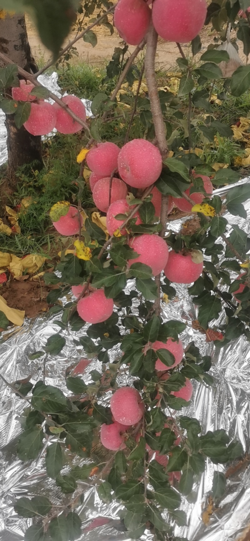 早熟苹果