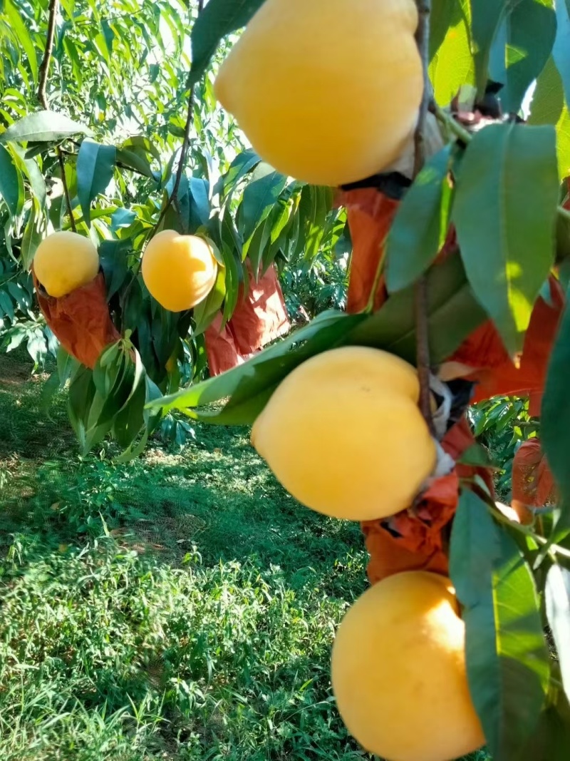 黄桃