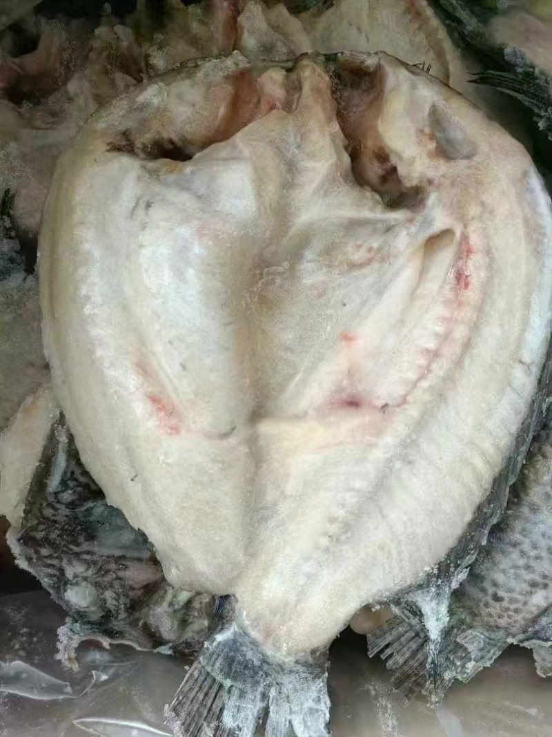 开背鲷鱼