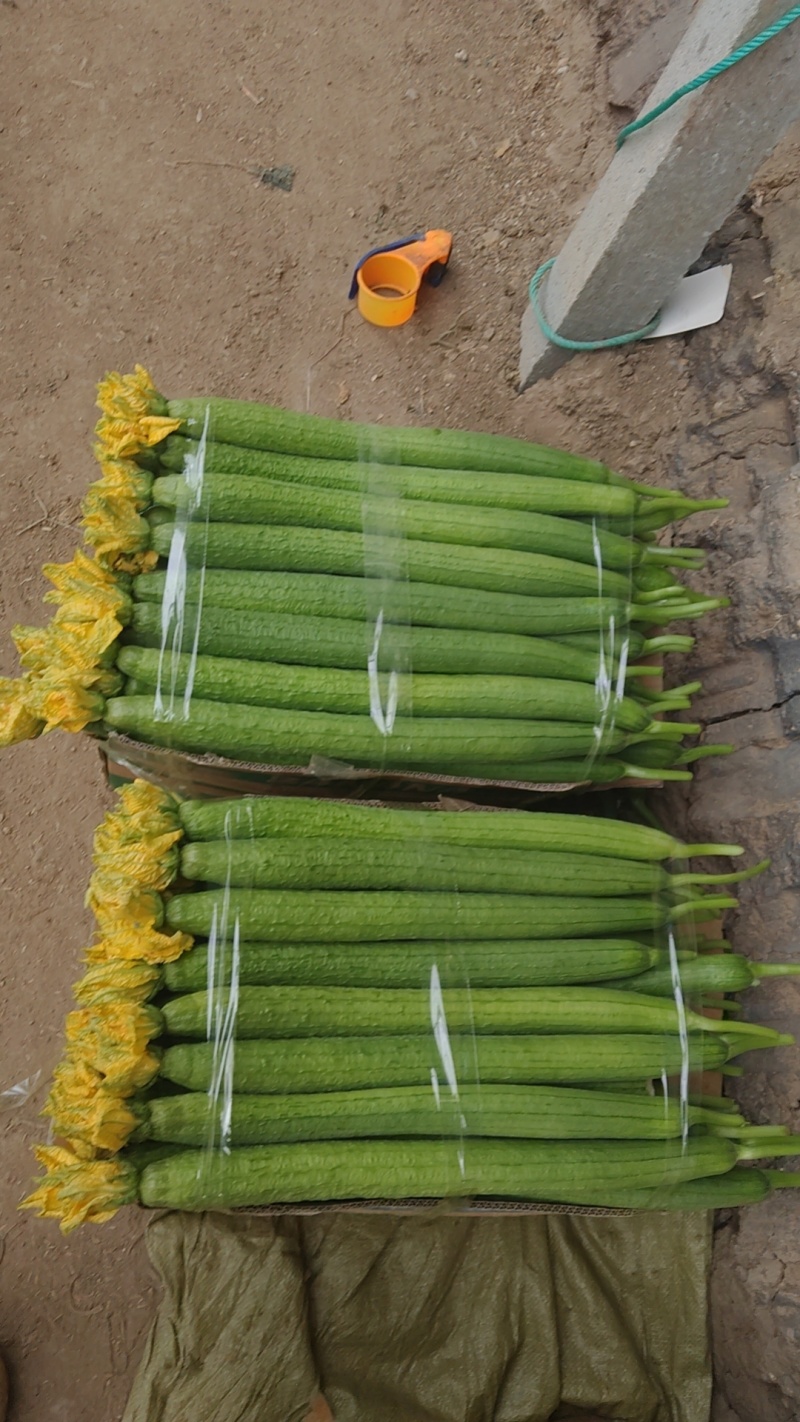 鲜花丝瓜
