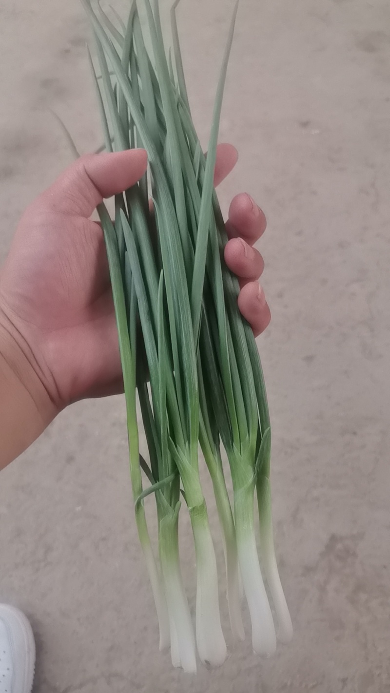 火葱头需要的联系下地一个月左右可以出货！