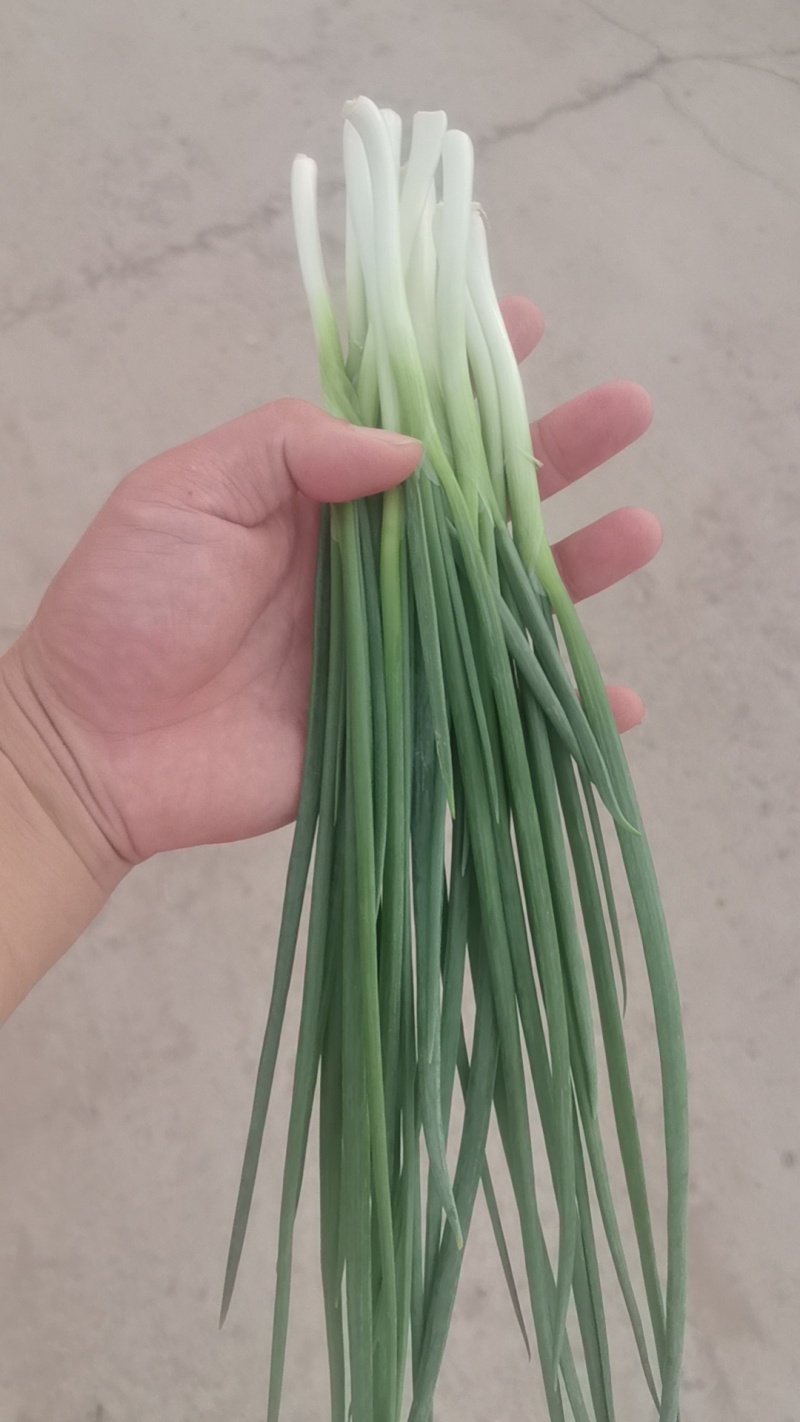 火葱头需要的联系下地一个月左右可以出货！