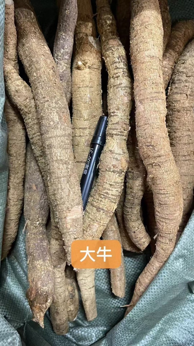 批发牛大力长期供应货源充足价格优惠欢迎来电咨询