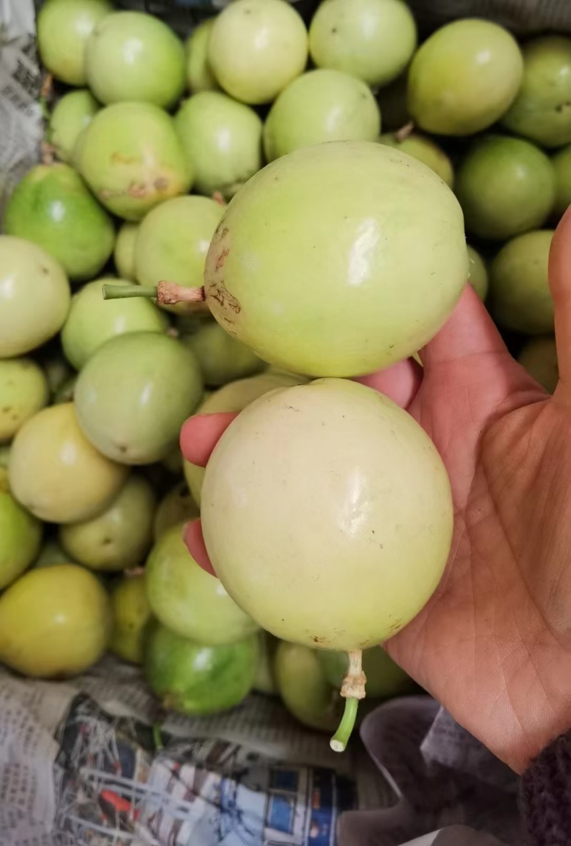 钦密九号百香果