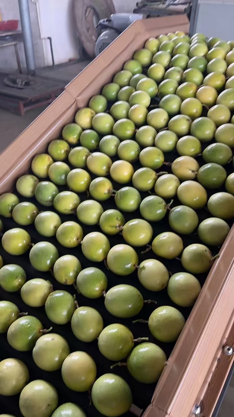 钦密九号百香果