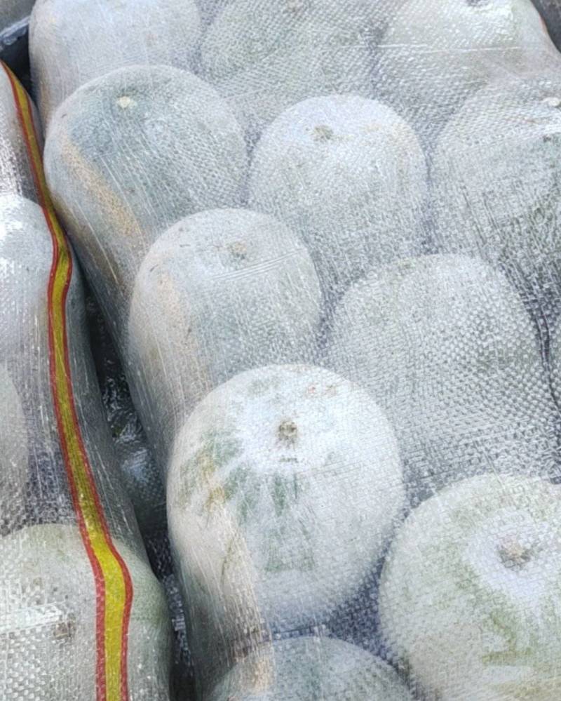 水果冬瓜2一4斤货原冲足货源充足