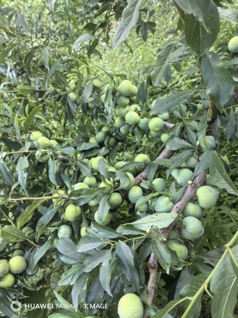 **的茂县青脆李代办！