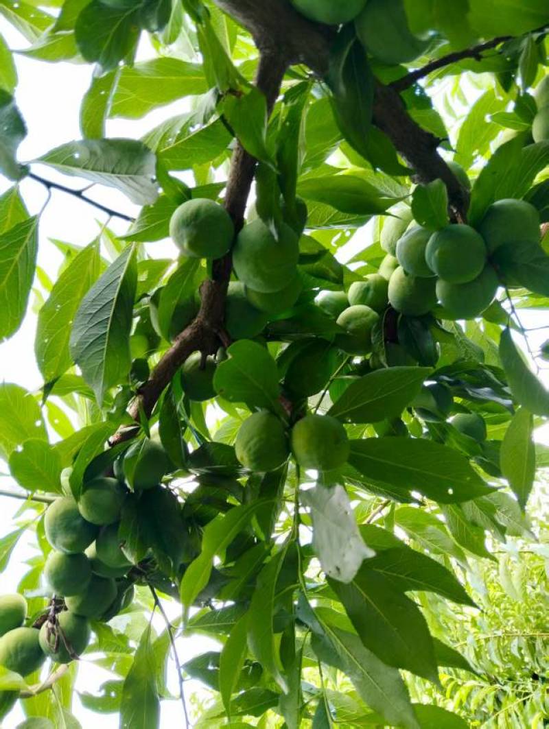 **的茂县青脆李代办！