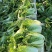 甘肃高原夏菜质量保证