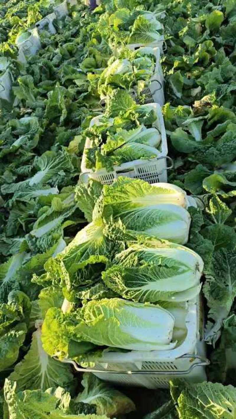 甘肃高原夏菜质量保证