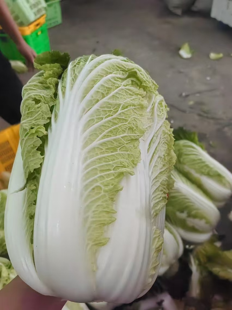 甘肃高原夏菜质量保证