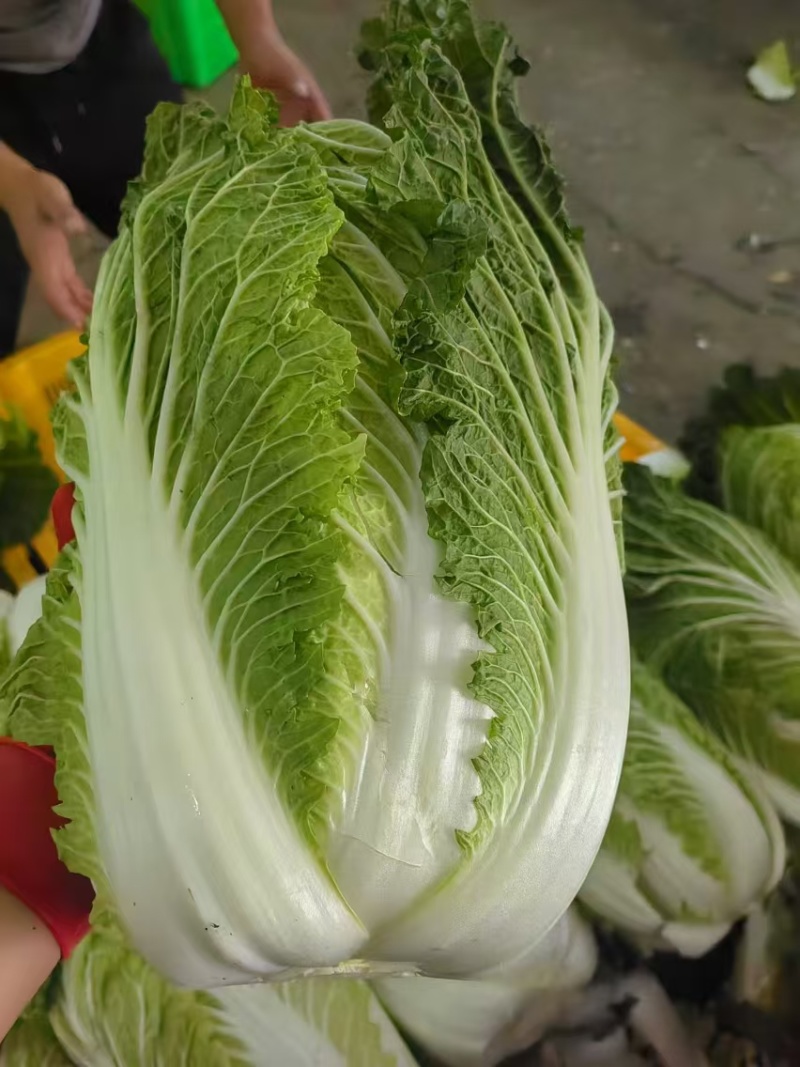 甘肃高原夏菜质量保证