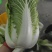 甘肃高原夏菜质量保证