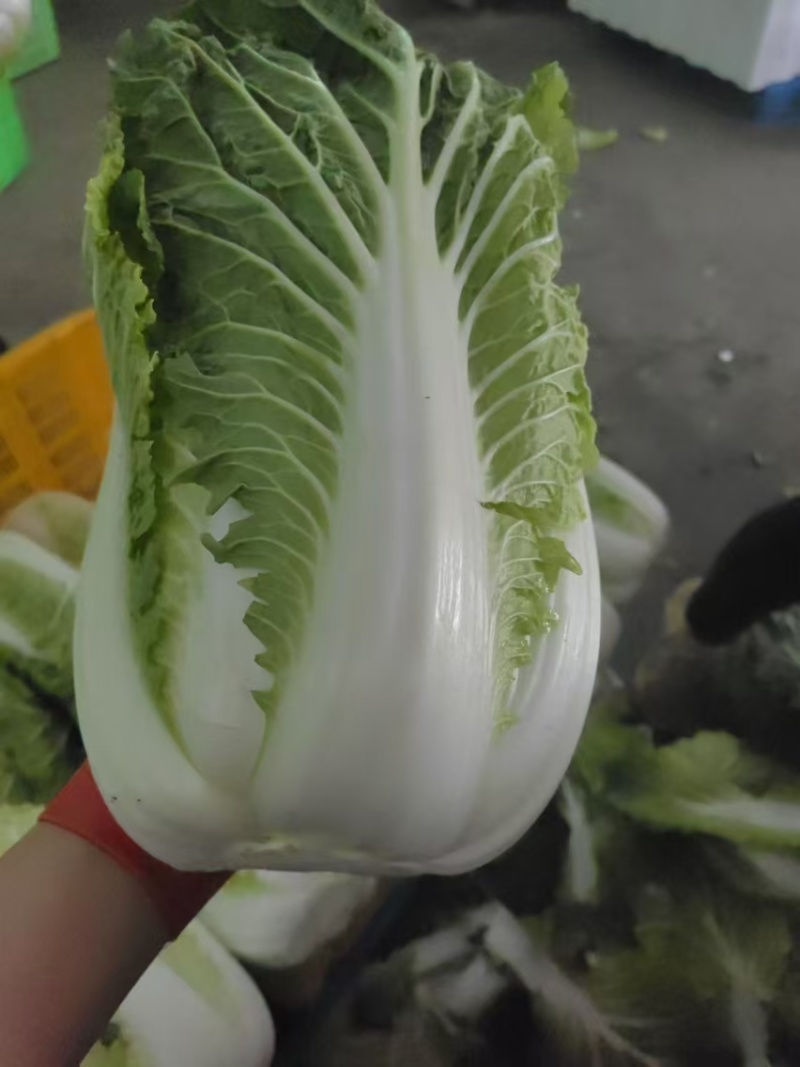 甘肃高原夏菜质量保证