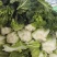 甘肃高原夏菜质量保证