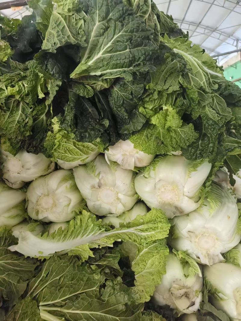 甘肃高原夏菜质量保证