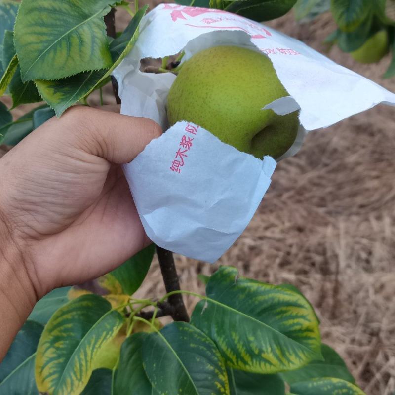 黄金梨，翠冠梨