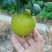 黄金梨，翠冠梨