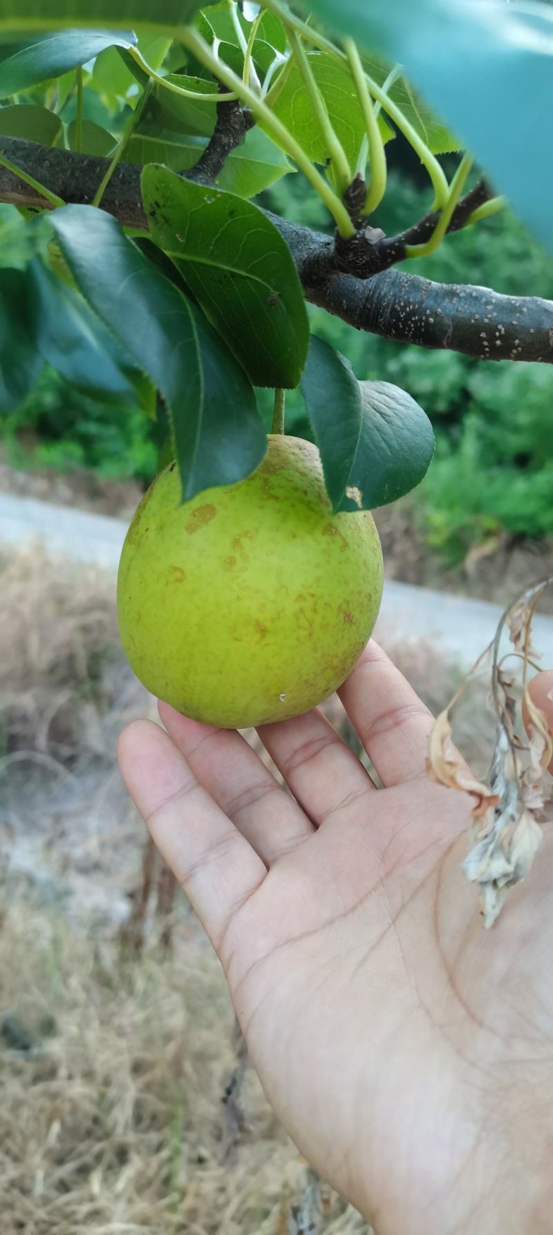 黄金梨，翠冠梨