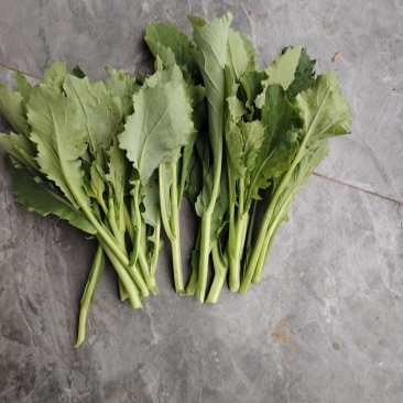 青油菜苔