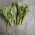 青油菜苔