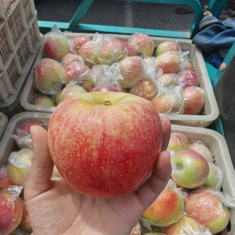 山东2025精品美八苹果上市产地现摘现发品质保证来电