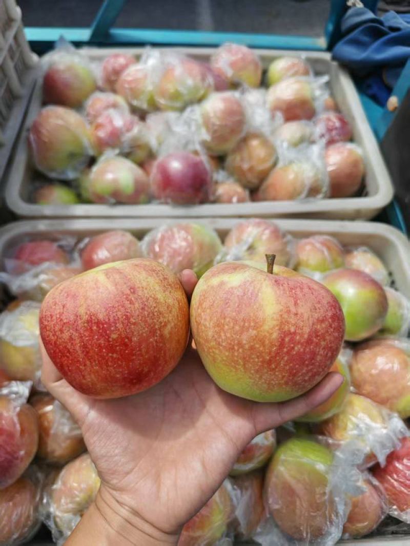 山东2025精品美八苹果上市产地现摘现发品质保证来电