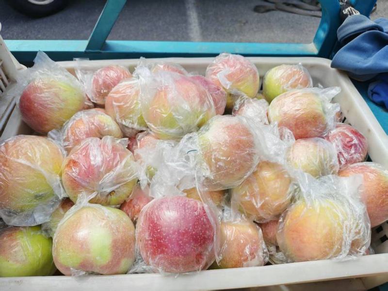 山东2025精品美八苹果上市产地现摘现发品质保证来电