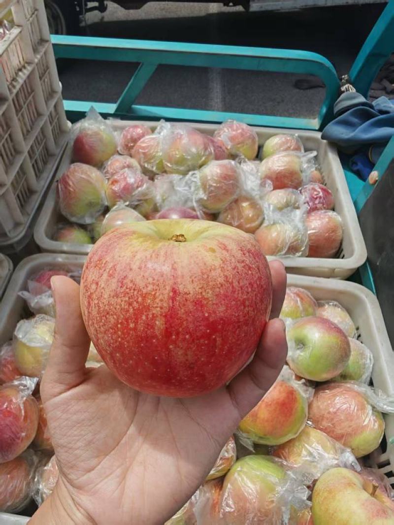 山东2025精品美八苹果上市产地现摘现发品质保证来电