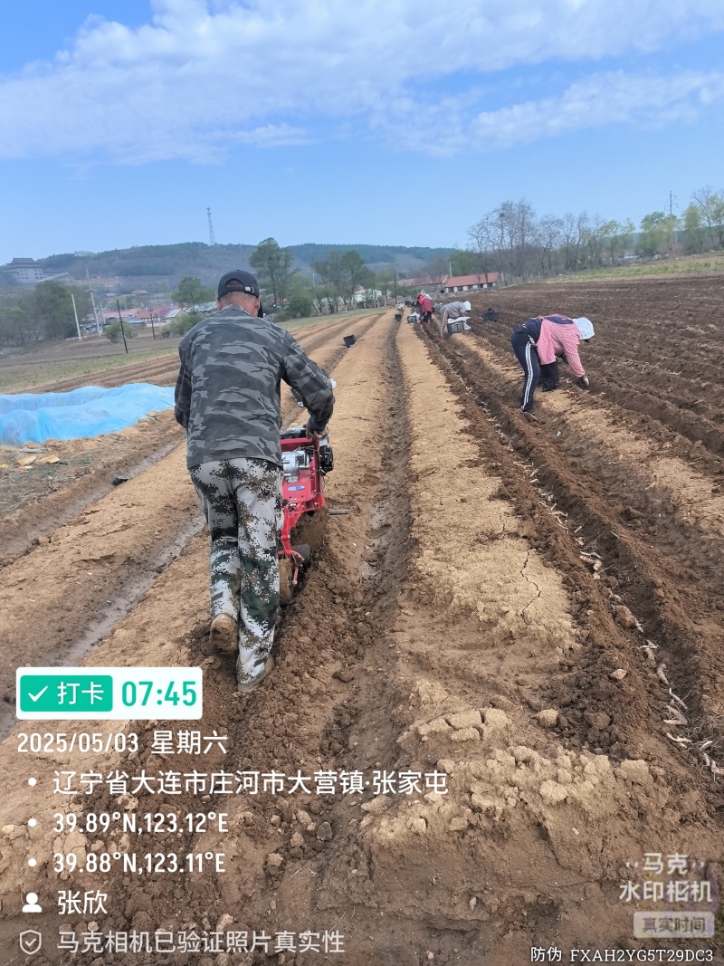 手选-鸡头黄精-长粗胖品种。现货，接受预定。可当种栽