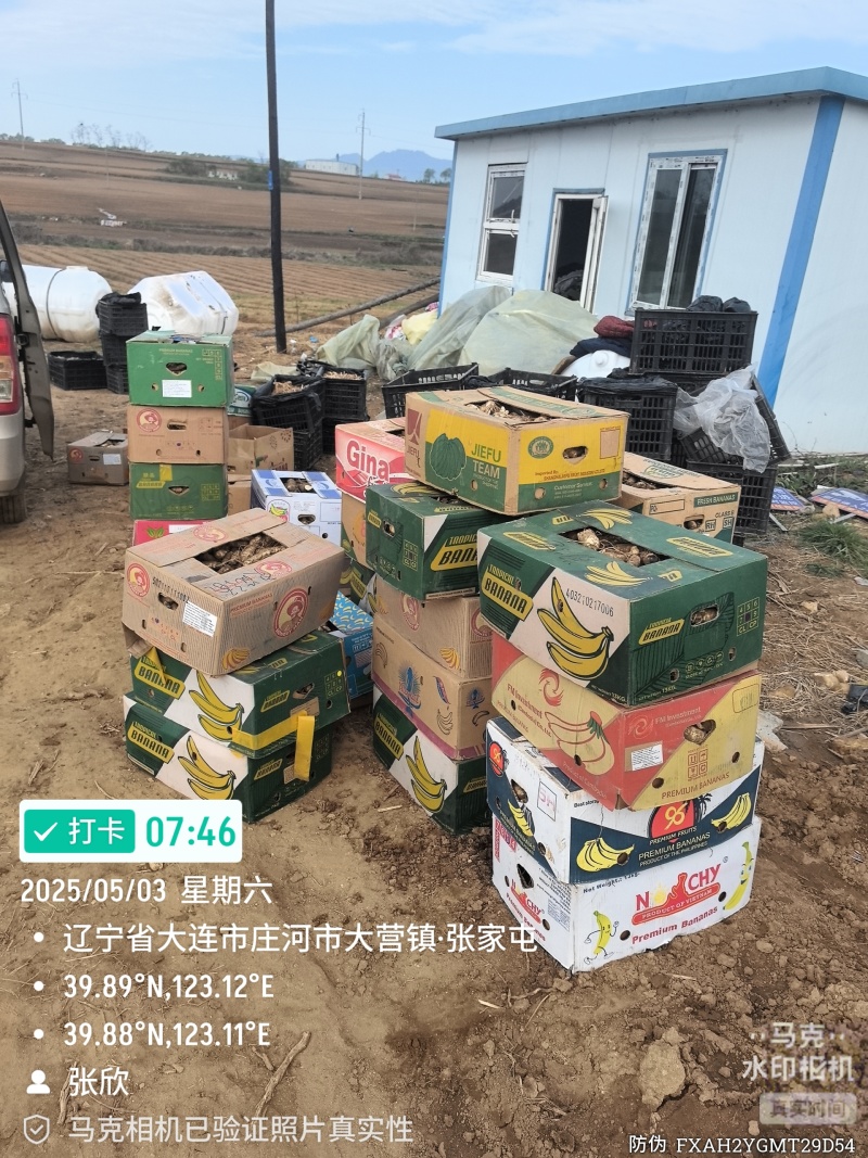 手选-鸡头黄精-长粗胖品种。现货，接受预定。可当种栽