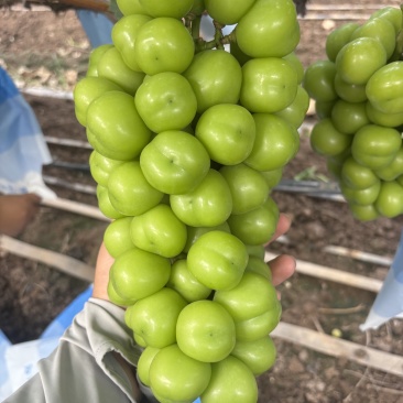 湖南常德澧县阳光玫瑰大量上市产地直发品质保证支持视频看货