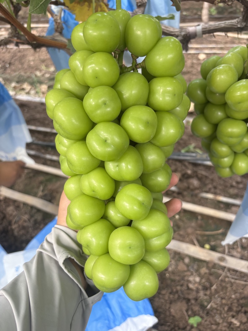 湖南常德澧县阳光玫瑰大量上市产地直发品质保证支持视频看货