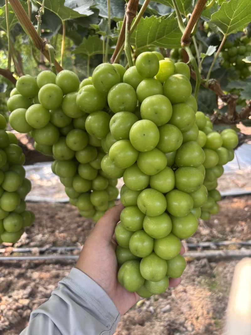 湖南常德澧县阳光玫瑰大量上市产地直发品质保证支持视频看货