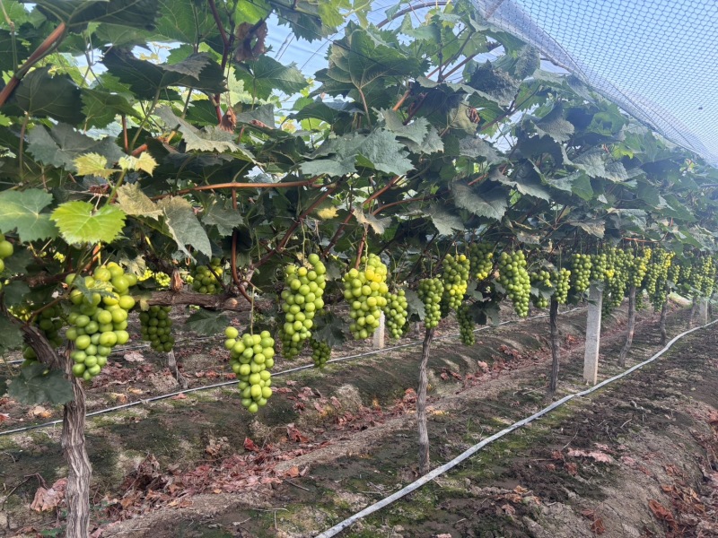 湖南常德澧县阳光玫瑰大量上市产地直发品质保证支持视频看货